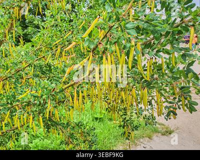 Eine Nahaufnahme von Ästen des Sibirischen Erbsenstrauchs (Caragana arborescens), die schwer mit zahlreichen langen, hängenden, gelb-grünen Samenkapseln beladen sind Stockfoto