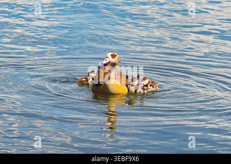 Ägyptische Gans auf dem Wasser mit ihrer Brut von acht Gänsen Tage nach dem Schlüpfen. Stockfoto