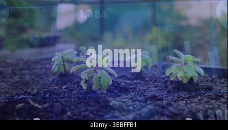 Sprießende kleine grüne Setzlinge, die aus dunkel feuchtem Gartenbeet ragen, mit Datenüberlagerung Stockfoto