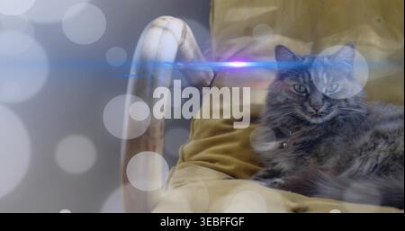 Ausstehende graue Langhaar-Katze mit markiertem Kragen auf gelbem Stuhl, Armlehne, Bokeh-blaues Flare, Kopierraum Stockfoto