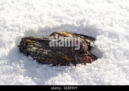 Feurige rote Almandingranate funkeln auf dunklem Glimmerschiefer, eingebettet in ein unberührtes Bett aus weißem Schnee und präsentieren die verborgenen Schätze der Natur. Kaution Kitelskoe, Stockfoto