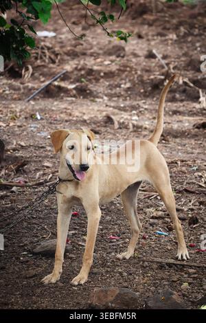 Slim Tan Dog beobachtet aufmerksam in ländlicher Umgebung. Detailliertes vertikales Porträt eines kurzhaarigen braunen Hundes, der auf unebenem Gelände steht. Stockfoto