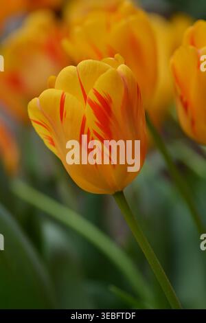Gelbe Tulpenblüte, Tulpe „Olympic Flame“, Darwin Hybrid-Tulpensorte, mit blutroten Flammen überzogen. Stockfoto