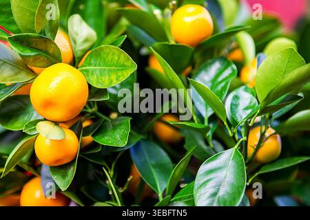 Lebendige Nahaufnahme kleiner Zitrusfrüchte wie Calamondine oder Mandarinen, die auf einem üppig grünen Baum wachsen. Dieses hochwertige Bild betont die Themen von Stockfoto