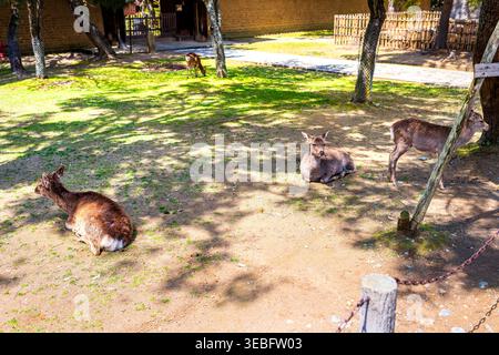 Hirsch sika wilde kranke Tiere, die im Frühjahr auf dem Gras im Stadtpark Nara, Japan, liegen Stockfoto