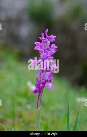 Grüne geflügelte Orchidee in Nordspanien Stockfoto