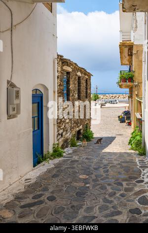 Karavostamo, Griechenland griechisches Fischerdorf auf der Insel Ikaria, zwei verwilderte Katzen, die auf der Straße am Ikarischen Meer spazieren Stockfoto