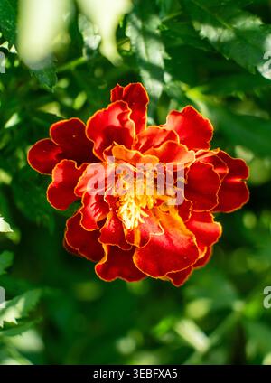 Leuchtende rote und orangene Ringelblume blüht in einem sonnigen Garten an einem hellen Tag Stockfoto