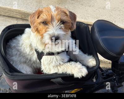 Jack Russell Terrier in einem Korb auf einem Fahrrad Stockfoto