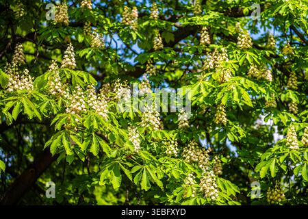 In der europäischen Hauptstadt Warschau, Polen, blühen die Kastanienblüten im Sommer im Spätfrühling mit Sonnenlicht-Makronaht Stockfoto