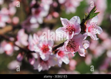 Rosa Blüten und Blüten auf dem Pfirsichbaum in meinem Garten. Stockfoto