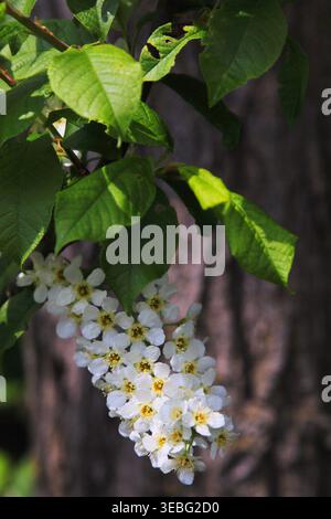Syringa vulgaris Fliederblume auf einem Portrait Orientierungsfoto. Stockfoto