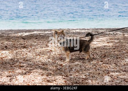 Kleiner Hund, der am Kiesstrand am Meer spaziert. Küstenreiseszene mit yorkshire-Terrier, der ein Gurtzeug trägt und an der Leine steht Stockfoto