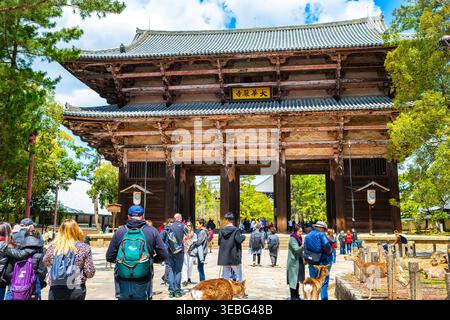 Nara, Japan - 15. April 2019: Menschen Ausländer Touristen, die auf dem Straßengelände des Todaji-Tempels in der Stadt spazieren gehen und sika-Hirsche füttern Stockfoto