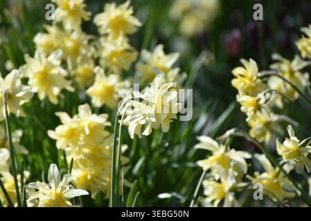 Nahaufnahme der Narzissen „Queen Anne’s Double“ (Narcissus „Eystettensis“) in voller Blüte, die ihre reichen Schichten aus gerafften gelben Blütenblättern zeigt Stockfoto