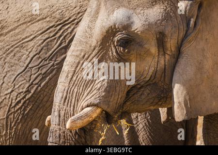 Nahaufnahme des seitlichen Porträts eines afrikanischen Elefanten mit Stoßzähnen im Safari-Park Stockfoto