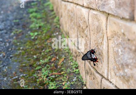 Nahaufnahme eines lebendigen Schwalbenschwanz-Schmetterlings, der auf einer rauen Steinmauer ruht und komplizierte Muster und Kontraste zeigt. Stockfoto