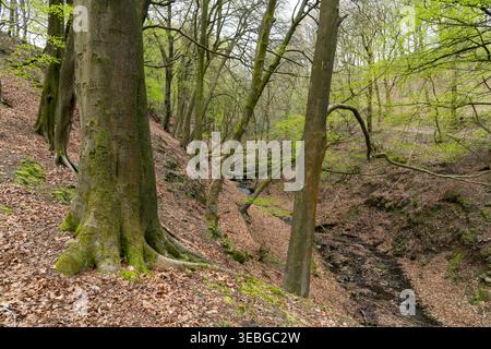 Buchenwälder bei Fox Clough am Kirklees Way, Hade Edge bei Holmfirth, West Yorkshire, England Stockfoto