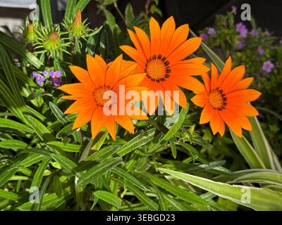 Schätze Blumen Stockfoto