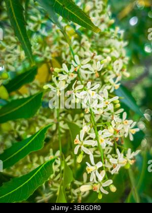 Zarte weiße Jasminblüten blühen zwischen üppig grünen Blättern in einem weichen, natürlichen Garten. Nahaufnahme floraler Hintergrund mit frischer Frühlingsfarbe und Stockfoto
