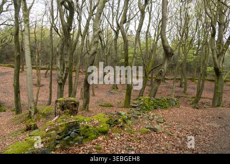 Buchenwälder bei Fox Clough am Kirklees Way am Hade Edge bei Holmfirth, West Yorkshire, England Stockfoto
