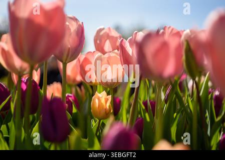 Blick nach oben auf rosa und violette Tulpen in Frühlingsblüte, deren bunte Blütenblätter vor einem weichen Himmelskörper zum Licht reichen. Stockfoto