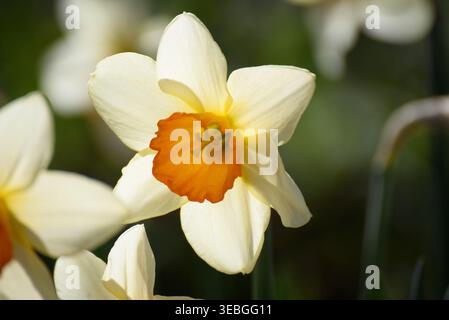 Nahaufnahme eines einzelnen Narcissus „Sempre Avanti“ in Frühlingsblüte, seine weichen weißen Blüten und die warme orange-rosa Tasse, die in frischem, saisonalem Licht leuchtet. Stockfoto