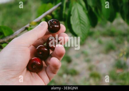 Saftige rote Kirsche zur Hand. Frische Bio-Kirschbeeren in den Händen des Mannes. Frisches Bio-Obst. Sommerernte. Selektiver Fokus. Stockfoto