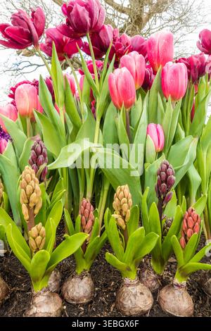 Gemischte Tulpen und Hyazinthen im Grenzbild. Warwickshire England Großbritannien. April 2026 Stockfoto