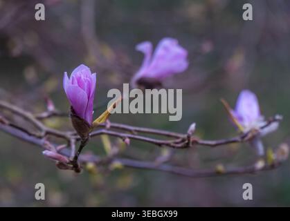 Magnolia Leonard Messel (Magnolia x loebneri) mit Knospen, die gerade zu blühen beginnen. Queenswood Arboretum Herefordshire England Vereinigtes Königreich. April 2026 Stockfoto