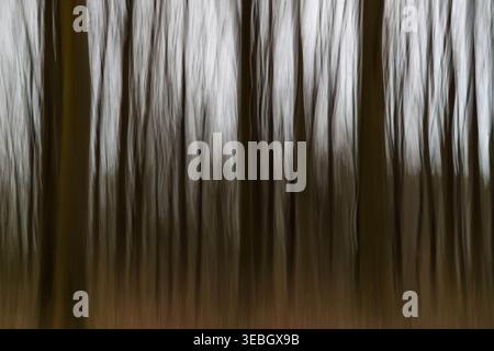 Intentional Camera Movement (ICM) wird verwendet, um eine abstrakte Ansicht von Birkenbäumen zu erstellen. Herefordshire England Vereinigtes Königreich. April 2026 Stockfoto