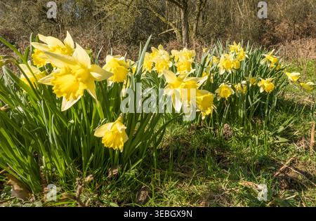 Wilddaffodil (Narcissus pseudonarcissus), auch bekannt als Fastlilie. In Herefordshire, Großbritannien. März 2026 Stockfoto
