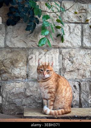 Ginger Tabby Katze, die ruhig auf einer Steinmauer unter grünen Blättern sitzt. Stockfoto