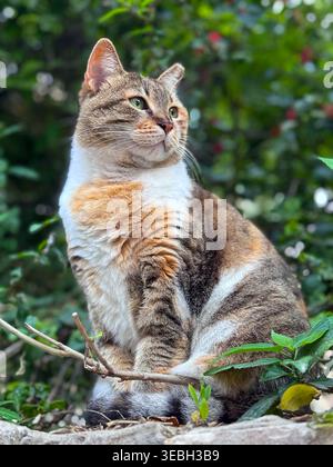 Wunderschöne Calico-Katze, die auf einer Steinmauer sitzt und von grünen Büschen umgeben ist. Stockfoto