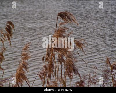 Schilf (Phragmites australis), das im Wind am Seeufer schwingt. Stockfoto