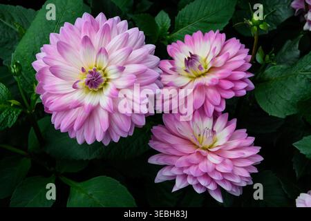 Bunte Dahlienblüten, eine Gattung buschiger, knollenartiger, krautiger Staudenpflanzen, in voller Blüte in einem Garten in Singapur. Stockfoto