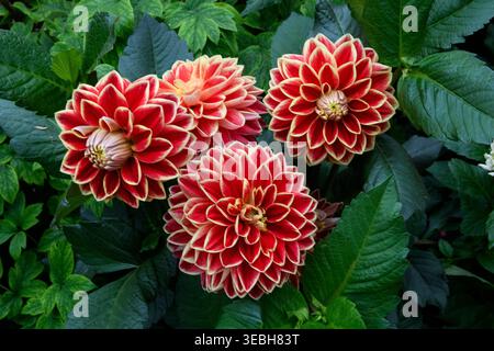Bunte Dahlienblüten, eine Gattung buschiger, knollenartiger, krautiger Staudenpflanzen, in voller Blüte in einem Garten in Singapur. Stockfoto
