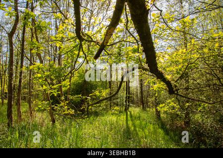 Hinterleuchteter Eichenzweig in dichtem Frühlingswald in den niederlanden Stockfoto
