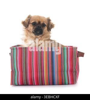 Terrier vor weißem Hintergrund Stockfoto