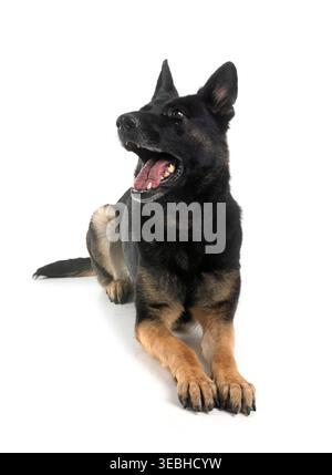 Junger deutscher Schäferhund vor weißem Hintergrund Stockfoto
