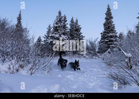 Zwei schwarze Hunde, die an einem kalten Wintertag in Alaska durch den Schnee laufen. Stockfoto