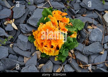 Leuchtend orange Blüten wachsen zwischen dunklen Schiefersteinen draußen Stockfoto