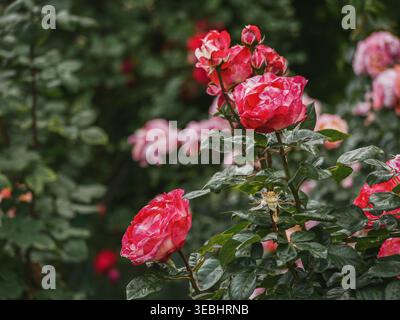 Atemberaubende Double Delight Rosen mit cremigen Blütenblättern und roten Kanten bei hellem Sonnenlicht im Rosengarten Volksgarten in Wien. Lebhafter Garten mit Blumenmuster Stockfoto