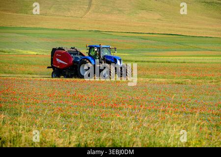 10. Juli 2023: Blick auf einen blauen Traktor mit einer roten Ballenpresse, der auf einem Feld blühender Wildblumen und roter Mohnblumen auf dem Land gegen rollendes Gras arbeitet Stockfoto