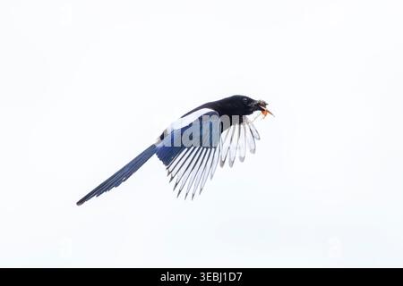 Gewöhnlicher eurasischer Elster, Pica Pica, im Flug, um ein Nest zu bauen Stockfoto