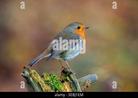 Europäischer Robin Erithacus rubecula singt in der Paarungszeit im Springreiten Sonnenlicht in Sonnenstrahlen. Stockfoto