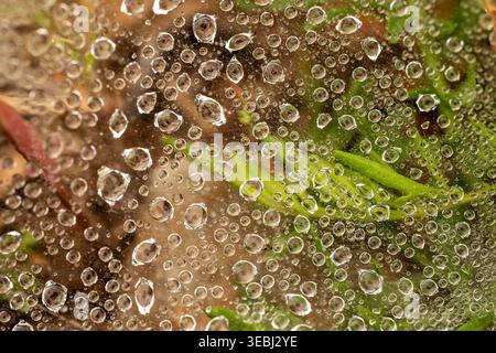 Regentropfen haften an Einem Spinnennetz auf dem Boden in Shenandoah Stockfoto