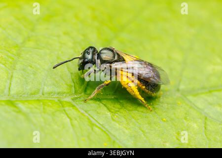 Borsten Sweat Bee (Lasioglossum imitatum) - weiblich Stockfoto