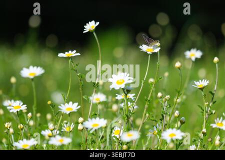 Wilde Kamillenblüten Wiese mit Schmetterling – Frühling Natur Hintergrund mit weichem Bokeh Stockfoto