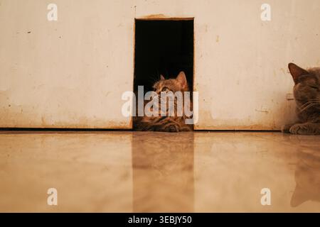 Neugierige Tabby-Katze Peers aus der engen Öffnung. Eine andere Katze liegt neben dem Eingang. Weiches Licht erzeugt warme Töne über die Szene. Glatter Boden reflektiert schwach Stockfoto